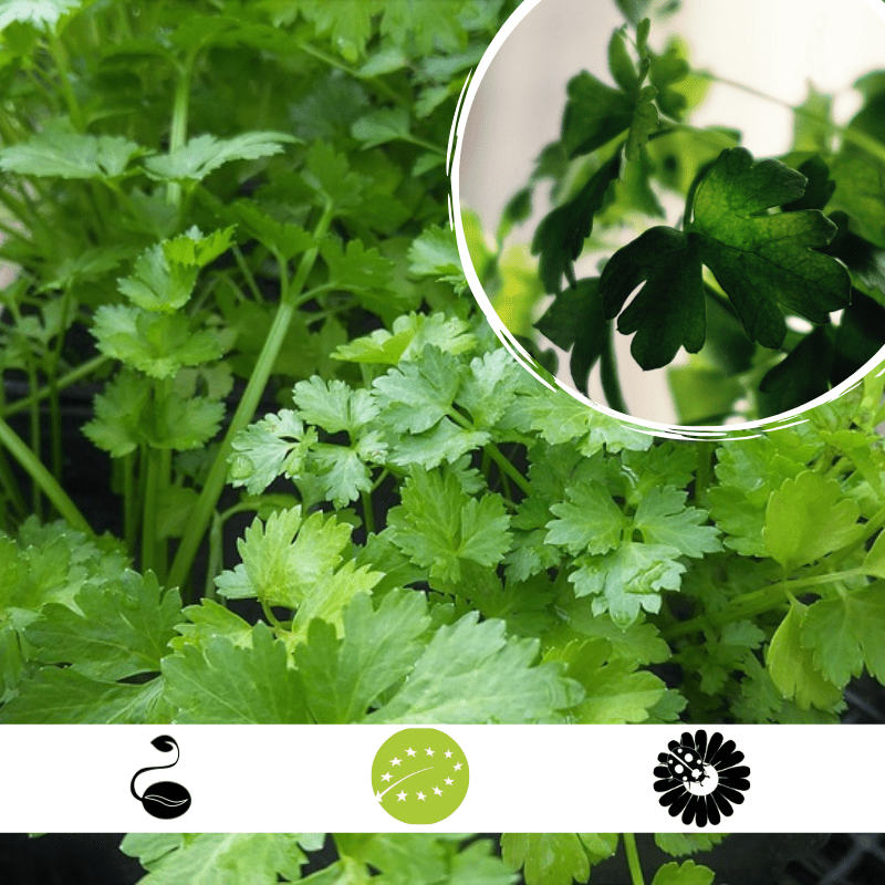 Semillas de cilantro AGROECOLOGY: Aroma fresco, atractivo para insectos auxiliares, sobre fondo blanco impecable. Cultiva con elegancia y sostenibilidad.