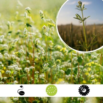 Semillas de trigo sarraceno AGROECOLOGY con certificación ecológica: Floración continua, refugio para fauna auxiliar, sobre fondo blanco impecable. Cultiva con elegancia y sostenibilidad.
