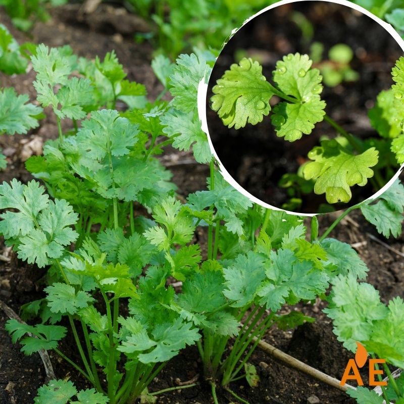 Cilantro en flor, cultivo ecológico que sirve como refugio para fauna auxiliar y aporta biodiversidad al agroecosistema.