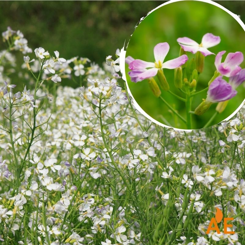 Rábano forrajero en cultivo, planta descompactadora del suelo y excelente aporte de materia orgánica para agricultura ecológica.
