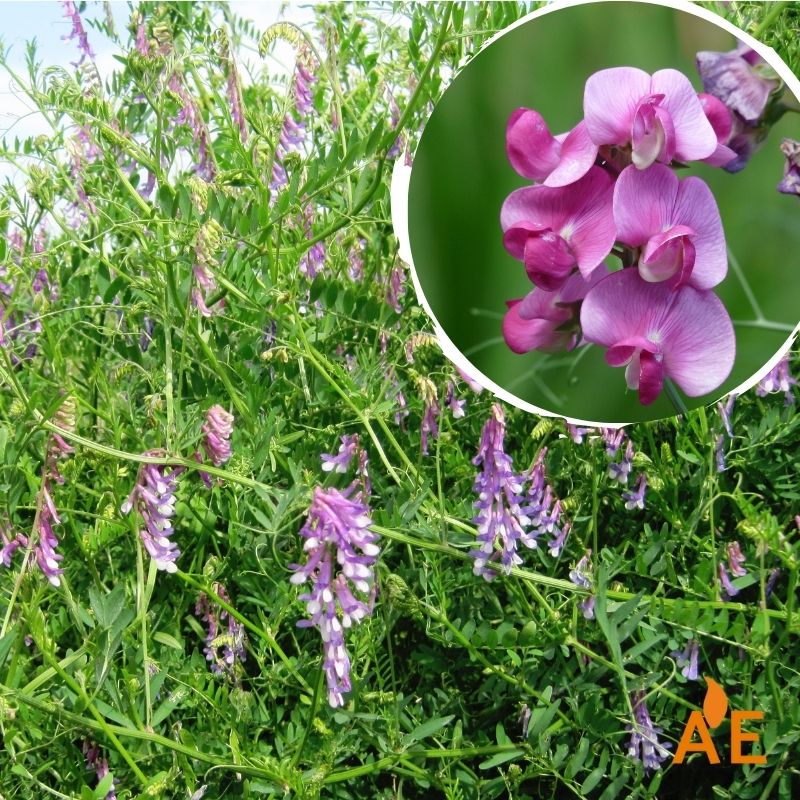 Veza en cobertura vegetal, leguminosa que fija nitrógeno y sirve de refugio para fauna auxiliar en agricultura sostenible.