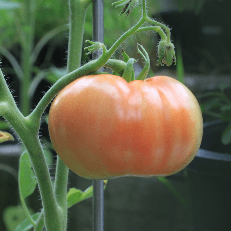 Lee más sobre el artículo Biodiversidad para el cultivo de tomate