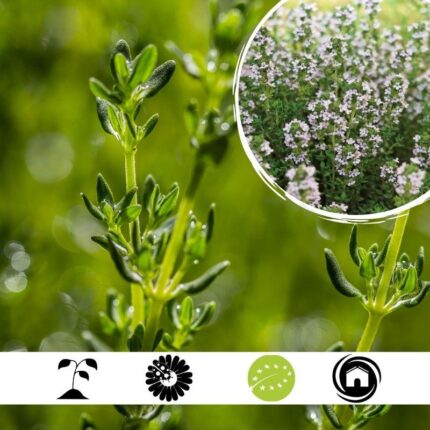 Semillas de tomillo AGROECOLOGY: Para agricultura ecológica y biodinámica, sobre fondo blanco impecable. Aroma y sabor sostenibles.