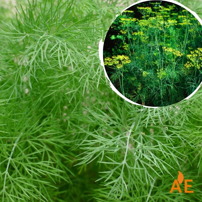 Eneldo en floración, planta aromática y útil en control biológico por atracción de insectos beneficiosos.