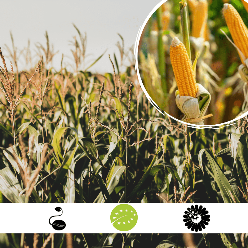 Semillas de maíz ecológico AGROECOLOGY: Certificadas y adaptadas para siembras escalonadas, sobre fondo blanco impecable.