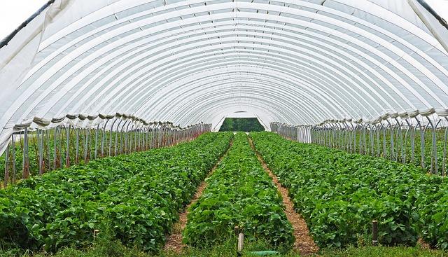 producción ecológica en invernaderos agroecology