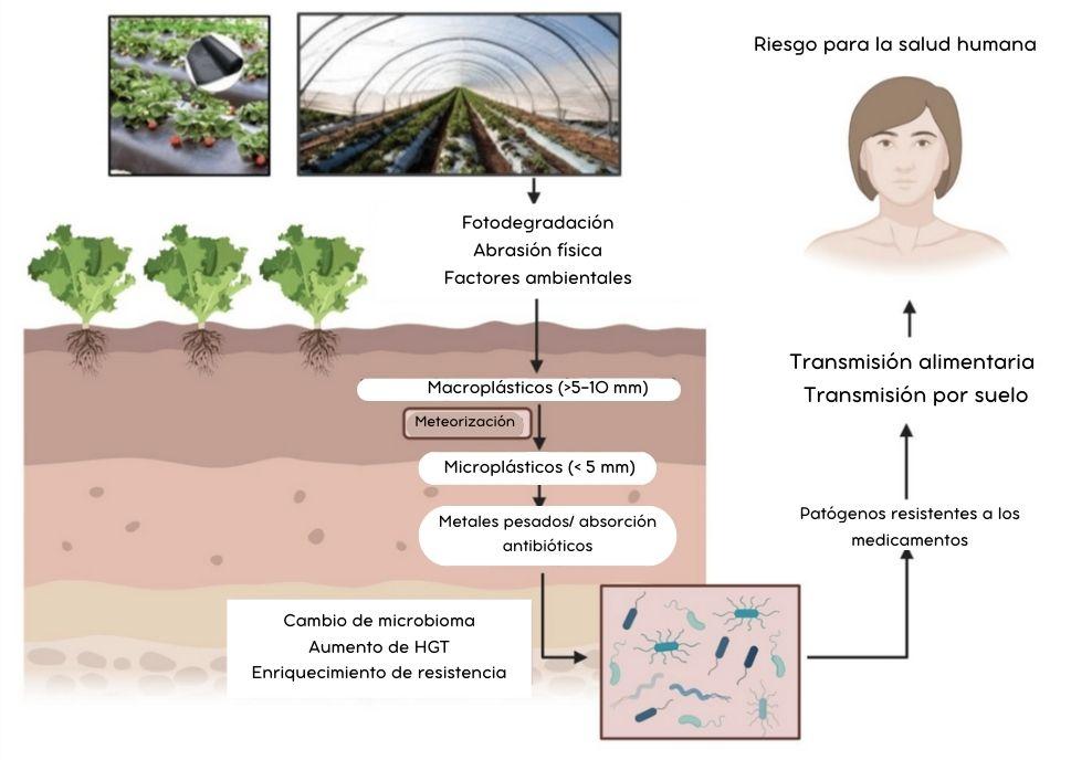 Vía de la resistencia antimicrobiana mediada por microplásticos y nanoplásticos a través del agroecosistema.