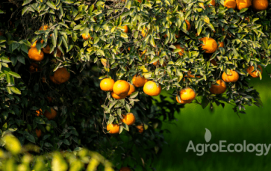 Un árbol de cítricos con frutos saludables naranjas