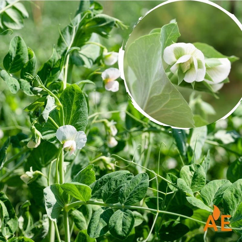 Guisante forrajero en crecimiento, leguminosa de alto valor forrajero que mejora la fertilidad del suelo y aporta proteína en sistemas sostenibles.