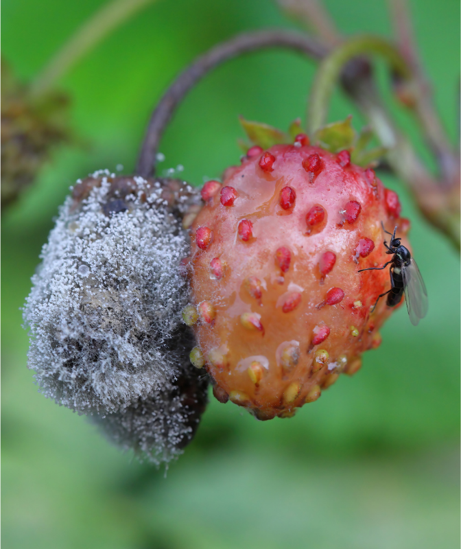 botrytis en fresa con podredumbre y crecimiento de moho gris