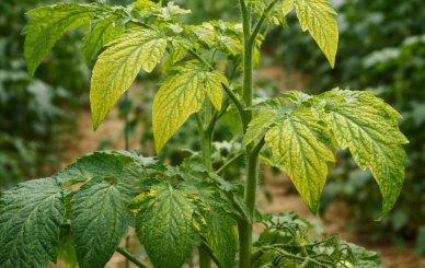 Planta de tomate en invernadero con deficiencia de zinc: clorosis internervial en hojas jóvenes