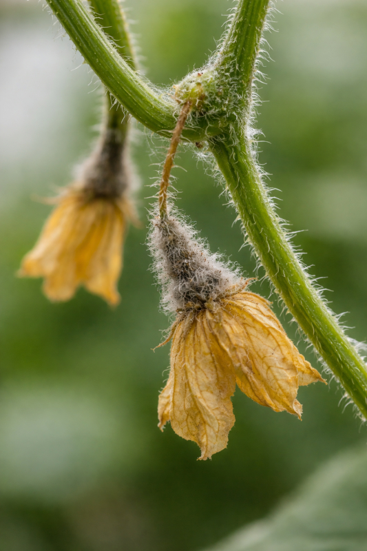 botrytis en flor de pepino con necrosis en pétalos y moho gris en la base