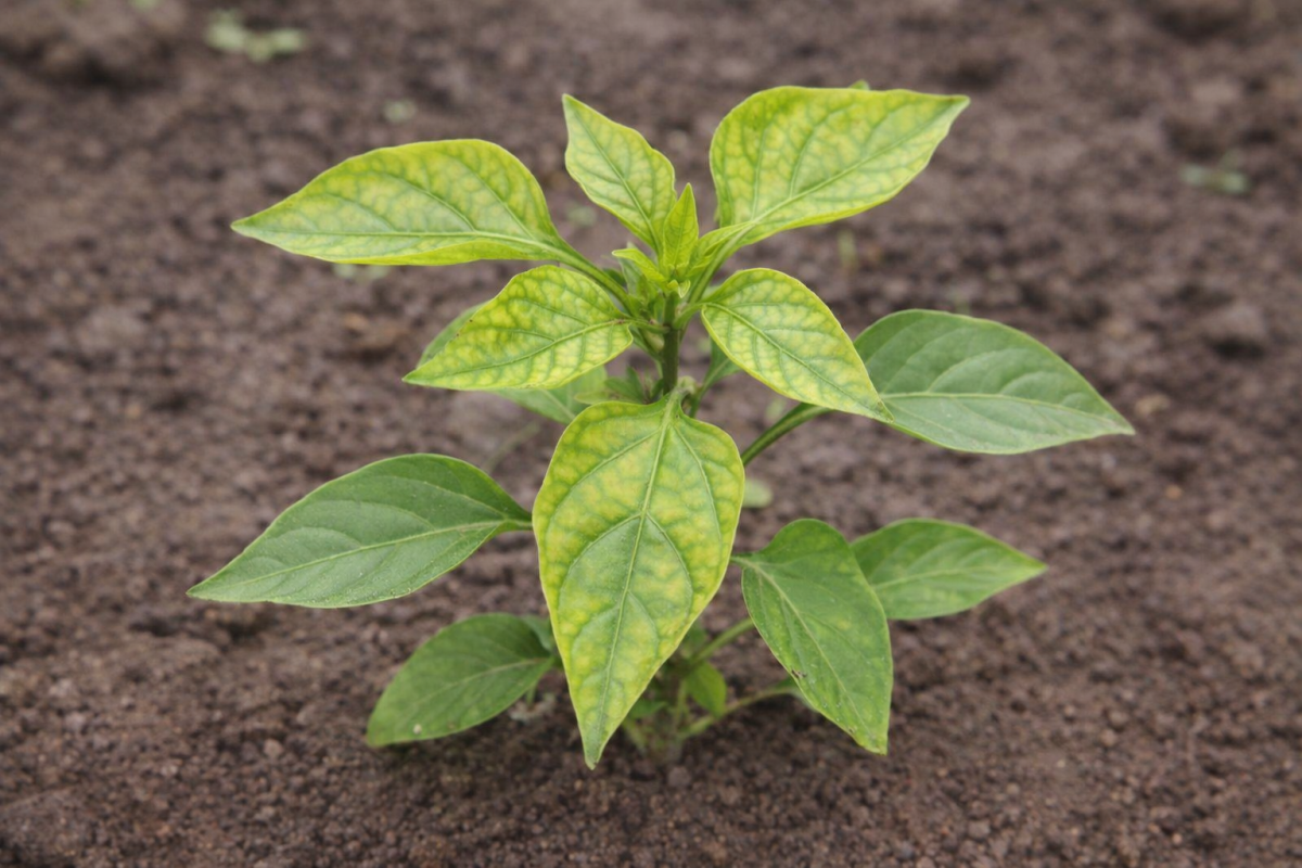 Pimiento en fase vegetativa temprana con clorosis internervial por deficiencia de manganeso para qué sirve en la nutrición vegetal