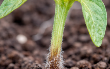 botrytis en plántula de pimiento con lesión acuosa en el cuello y colapso del tallo